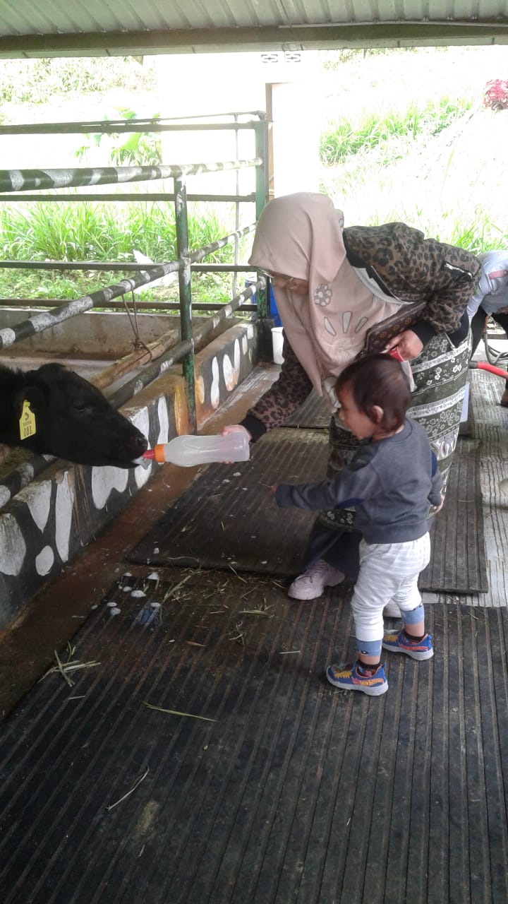 Paket-Tour-Sumbar-5-Hari-Sapi-Perah-Alahan-Panjang