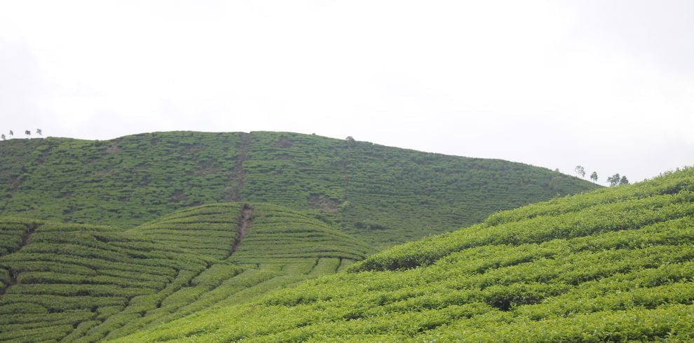 Kebun Teh Alahan Panjang TourSumbarCom